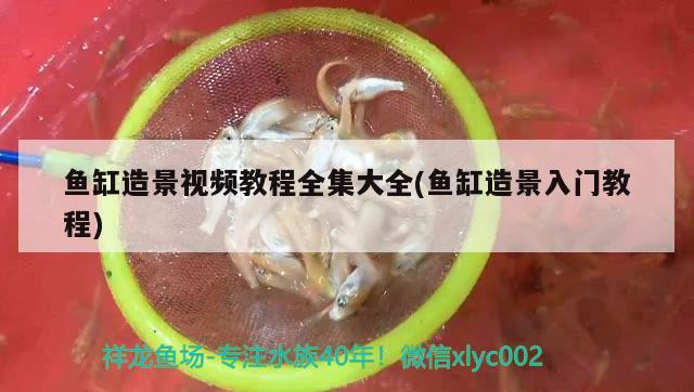 魚缸造景視頻教程全集大全(魚缸造景入門教程) 潛水泵