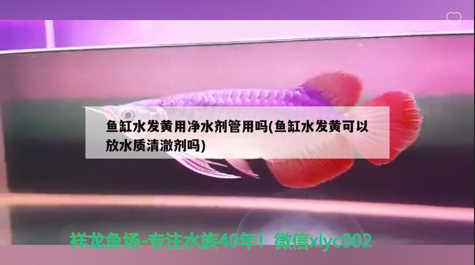 魚缸水發(fā)黃用凈水劑管用嗎(魚缸水發(fā)黃可以放水質(zhì)清澈劑嗎) 紅白錦鯉魚