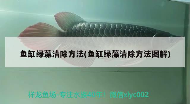 魚缸綠藻清除方法(魚缸綠藻清除方法圖解) 過背金龍魚