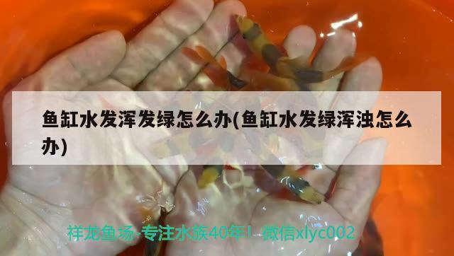 魚缸水發(fā)渾發(fā)綠怎么辦(魚缸水發(fā)綠渾濁怎么辦)