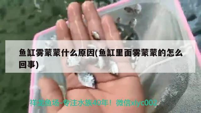 紅龍魚圖片高清金龍魚（紅龍魚圖片大全大圖霸氣） 女王大帆魚 第4張