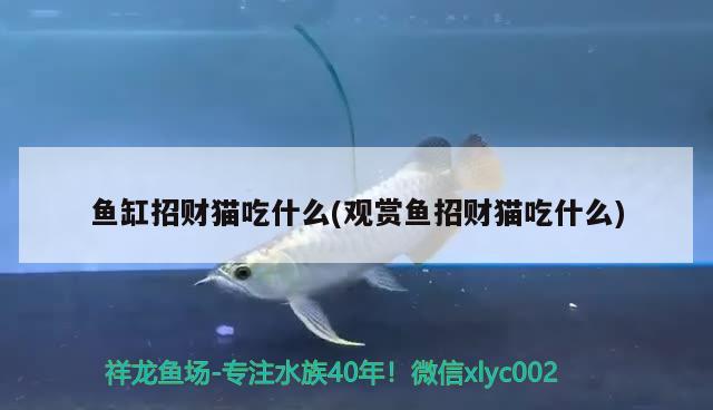 金晶玻璃魚缸（金晶玻璃魚缸缺點(diǎn)）