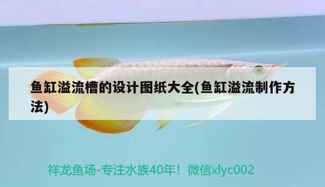 缸壁白色羽毛狀東西是什么 錦鯉魚 第3張