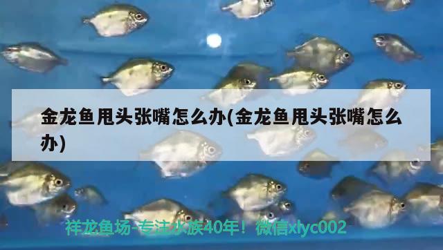 三亞水族批發(fā)市場在哪里啊電話地址（三亞水族批發(fā)市場在哪里啊電話地址查詢） 申古銀版魚 第2張