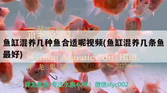 魚缸放在東方酒柜中間可以嗎（餐廳酒柜風(fēng)水講究有哪些） 魚缸風(fēng)水 第1張