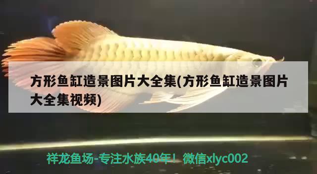 方形魚(yú)缸造景圖片大全集(方形魚(yú)缸造景圖片大全集視頻)