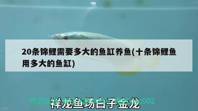 20條錦鯉需要多大的魚缸養(yǎng)魚(十條錦鯉魚用多大的魚缸)