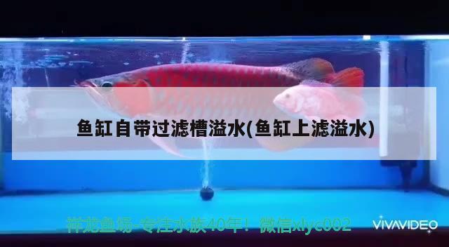 魚缸自帶過濾槽溢水(魚缸上濾溢水) 馬拉莫寶石魚 第2張