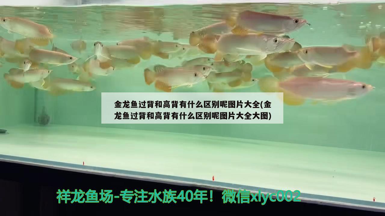 金龍魚過背和高背有什么區(qū)別呢圖片大全(金龍魚過背和高背有什么區(qū)別呢圖片大全大圖)