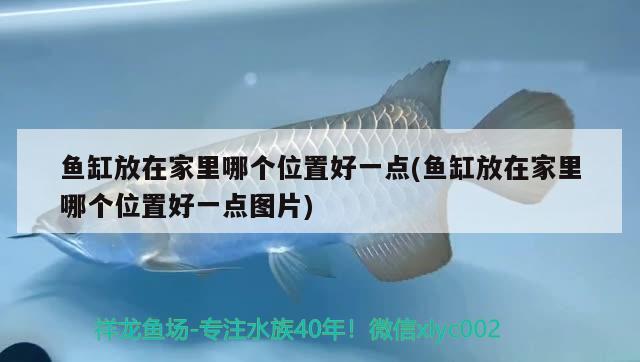 魚缸放在家里哪個位置好一點(魚缸放在家里哪個位置好一點圖片) 印尼四紋虎