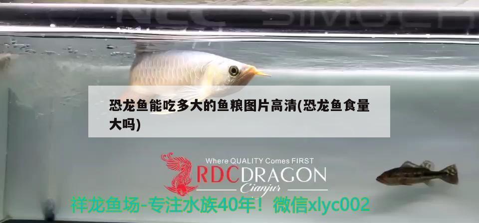 簡單的魚缸造景圖片視頻大全(魚缸怎么造景好看又簡單視頻)