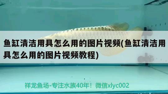 魚(yú)缸清潔用具怎么用的圖片視頻(魚(yú)缸清潔用具怎么用的圖片視頻教程) 朱巴利魚(yú)