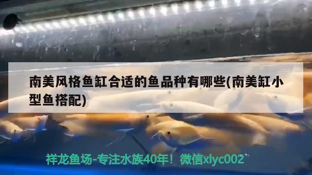 南美風(fēng)格魚缸合適的魚品種有哪些(南美缸小型魚搭配)