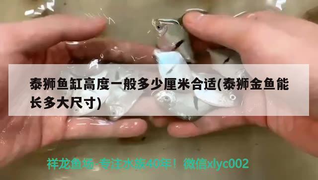 泰獅魚缸高度一般多少厘米合適(泰獅金魚能長多大尺寸) 水族雜談