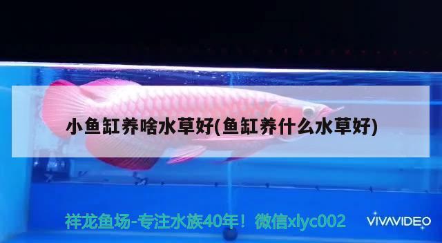 小魚(yú)缸養(yǎng)啥水草好(魚(yú)缸養(yǎng)什么水草好)