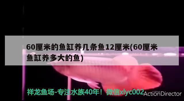 60厘米的魚缸養(yǎng)幾條魚12厘米(60厘米魚缸養(yǎng)多大的魚) 超血紅龍魚