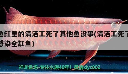 莆田二手魚缸交易市場在哪里（莆田二手廚具市場在哪里） 2024第28屆中國國際寵物水族展覽會CIPS（長城寵物展2024 CIPS）