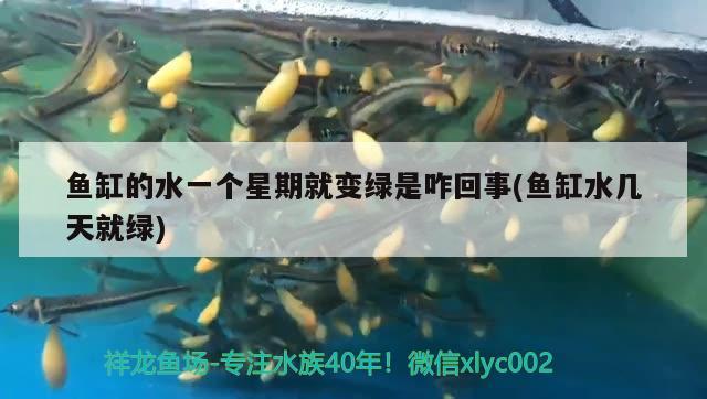 魚缸的水一個星期就變綠是咋回事(魚缸水幾天就綠) BD魟魚