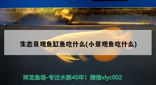 生態(tài)景觀魚缸魚吃什么(小景觀魚吃什么)