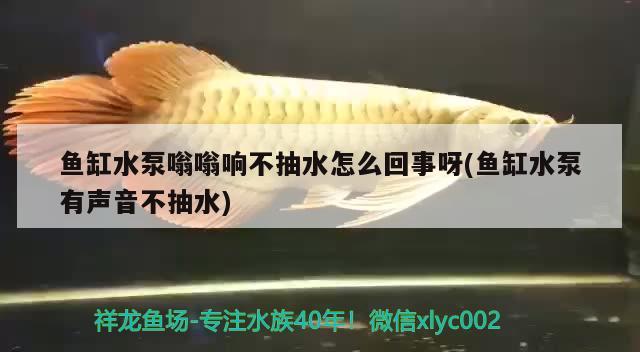 魚缸水泵嗡嗡響不抽水怎么回事呀(魚缸水泵有聲音不抽水)