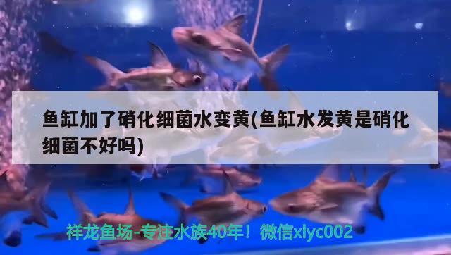 魚缸銅離子去除的原理及方法魚缸中銅離子的去除方法，魚缸中銅離子去除的原理及方法 龍魚專用燈 第2張