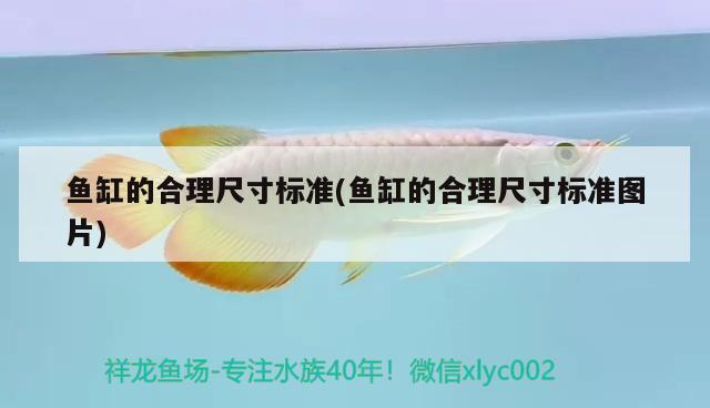 魚缸的合理尺寸標準(魚缸的合理尺寸標準圖片)