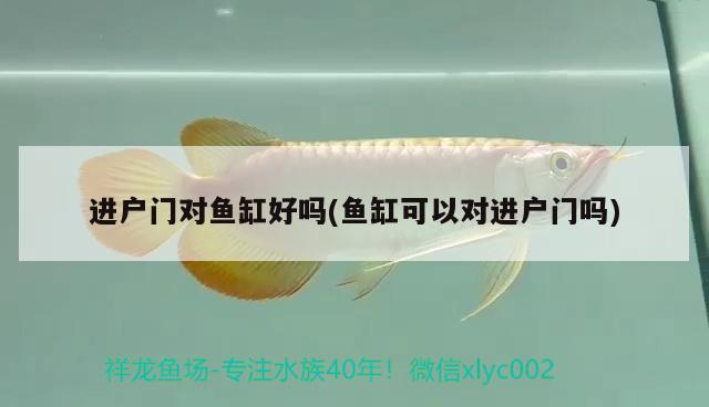 金龍魚燈色溫（金龍魚上色用什么顏色的燈好） 金龍福龍魚 第2張