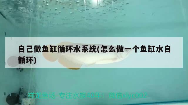 自己做魚缸循環(huán)水系統(tǒng)(怎么做一個(gè)魚缸水自循環(huán))