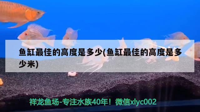 紅龍魚掉眼怎么辦圖片（紅龍魚掉眼怎么辦圖片大全）