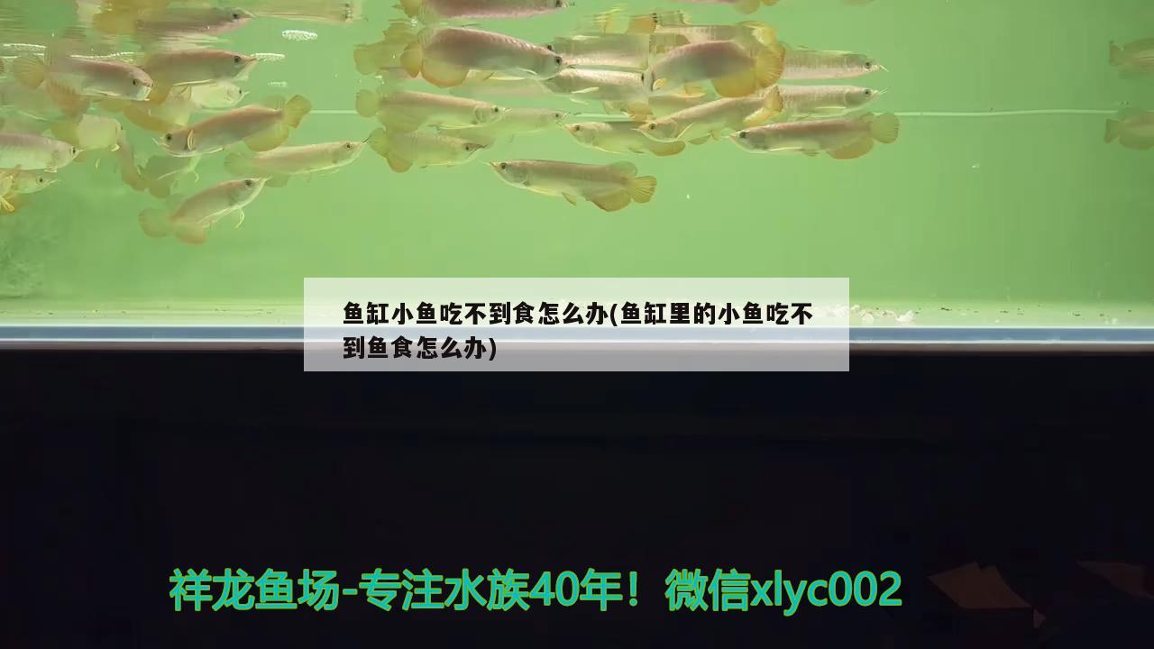 魚缸小魚吃不到食怎么辦(魚缸里的小魚吃不到魚食怎么辦)