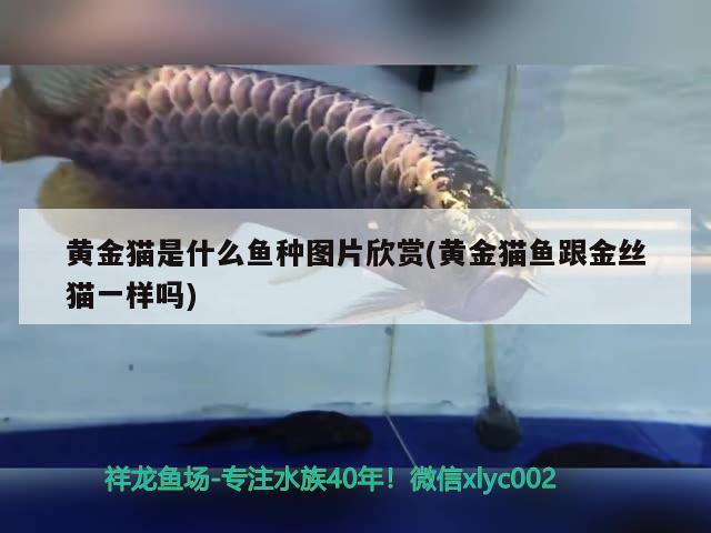 黃金貓是什么魚(yú)種圖片欣賞(黃金貓魚(yú)跟金絲貓一樣嗎)