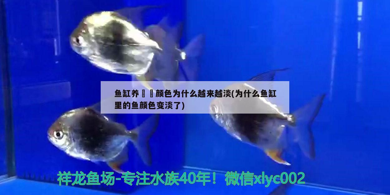 魚缸養(yǎng)鳑鲏顏色為什么越來(lái)越淡(為什么魚缸里的魚顏色變淡了)