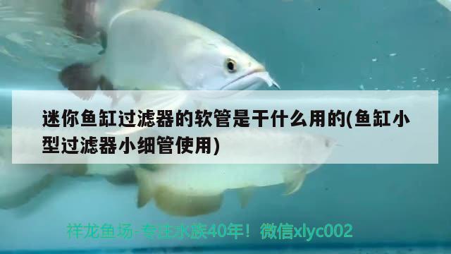 迷你魚缸過濾器的軟管是干什么用的(魚缸小型過濾器小細(xì)管使用) 七彩神仙魚