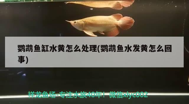 鸚鵡魚缸水黃怎么處理(鸚鵡魚水發(fā)黃怎么回事) 鸚鵡魚