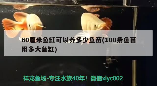 60厘米魚缸可以養(yǎng)多少魚苗(100條魚苗用多大魚缸) 和尚魚