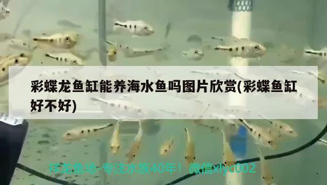 彩蝶龍魚缸能養(yǎng)海水魚嗎圖片欣賞(彩蝶魚缸好不好) 海水魚