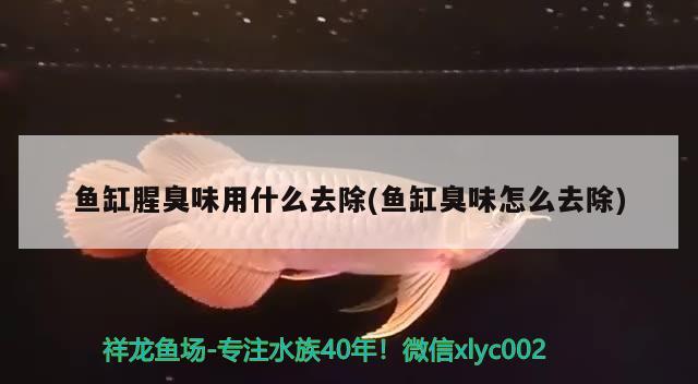 魚缸腥臭味用什么去除(魚缸臭味怎么去除) 鐵甲武士