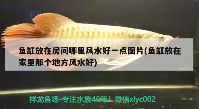 魚缸放在房間哪里風水好一點圖片(魚缸放在家里那個地方風水好) 魚缸風水