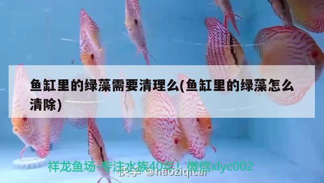 魚缸里的綠藻需要清理么(魚缸里的綠藻怎么清除) 哥倫比亞巨暴魚苗