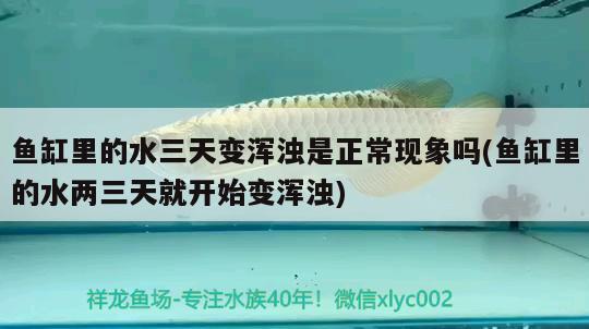 魚缸增氧泵三通(魚缸增氧泵三合一) 招財(cái)戰(zhàn)船魚