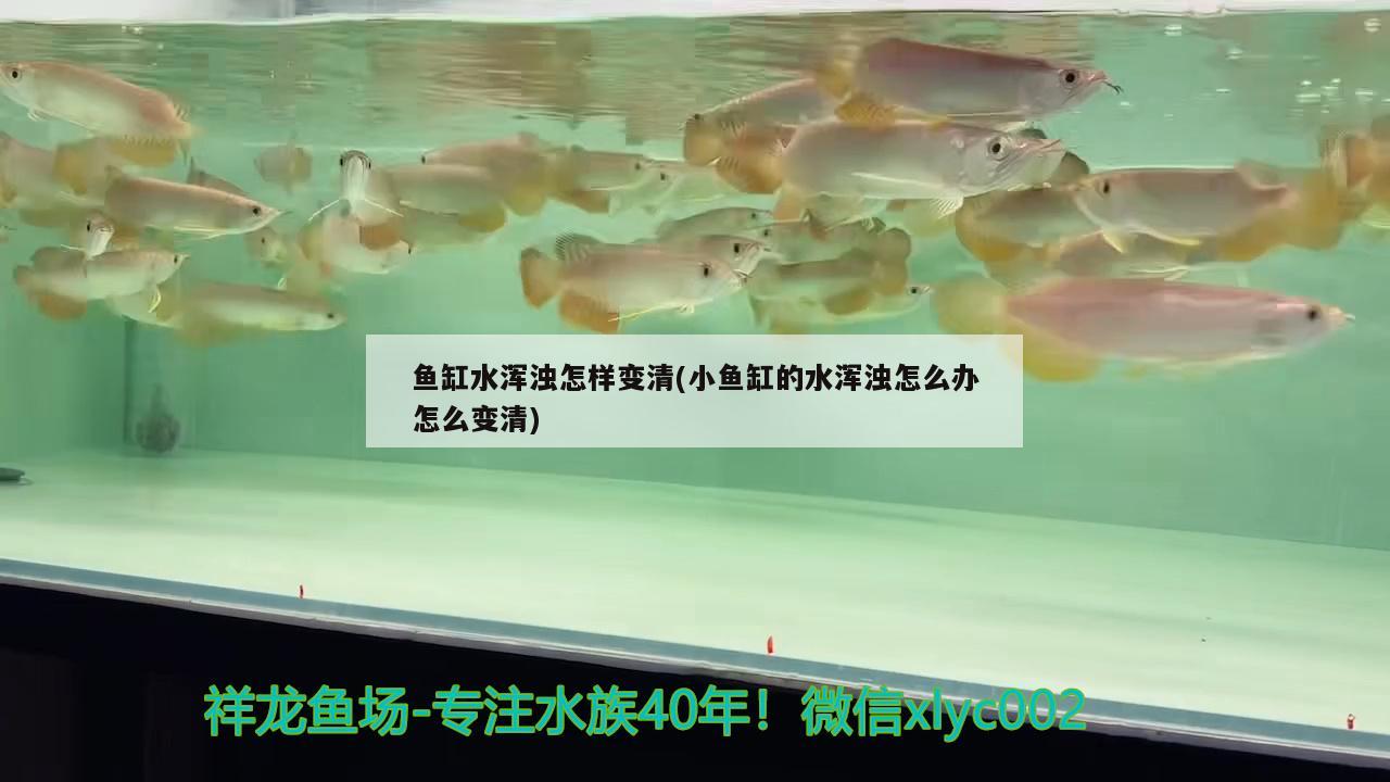 魚缸水渾濁怎樣變清(小魚缸的水渾濁怎么辦怎么變清) 撒旦鴨嘴魚