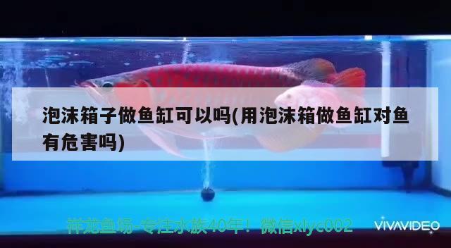 泡沫箱子做魚缸可以嗎(用泡沫箱做魚缸對魚有危害嗎) 黑水素