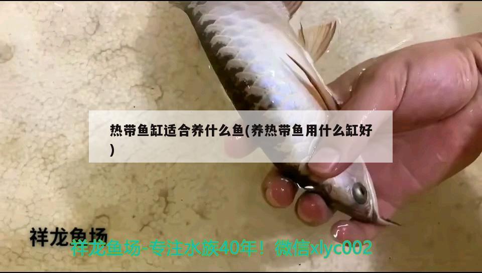 錦鯉魚(yú)品種介紹，銀色魚(yú)寓意什么