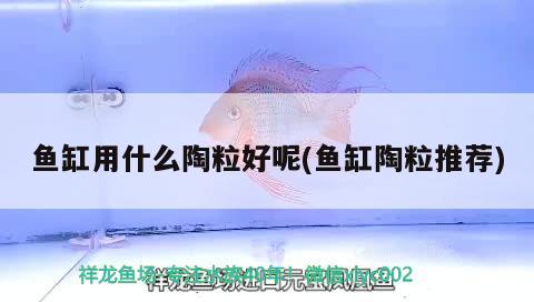 下循環(huán)水魚缸安裝視頻（下循環(huán)魚缸安裝視頻教程） 虎魚魚苗 第1張