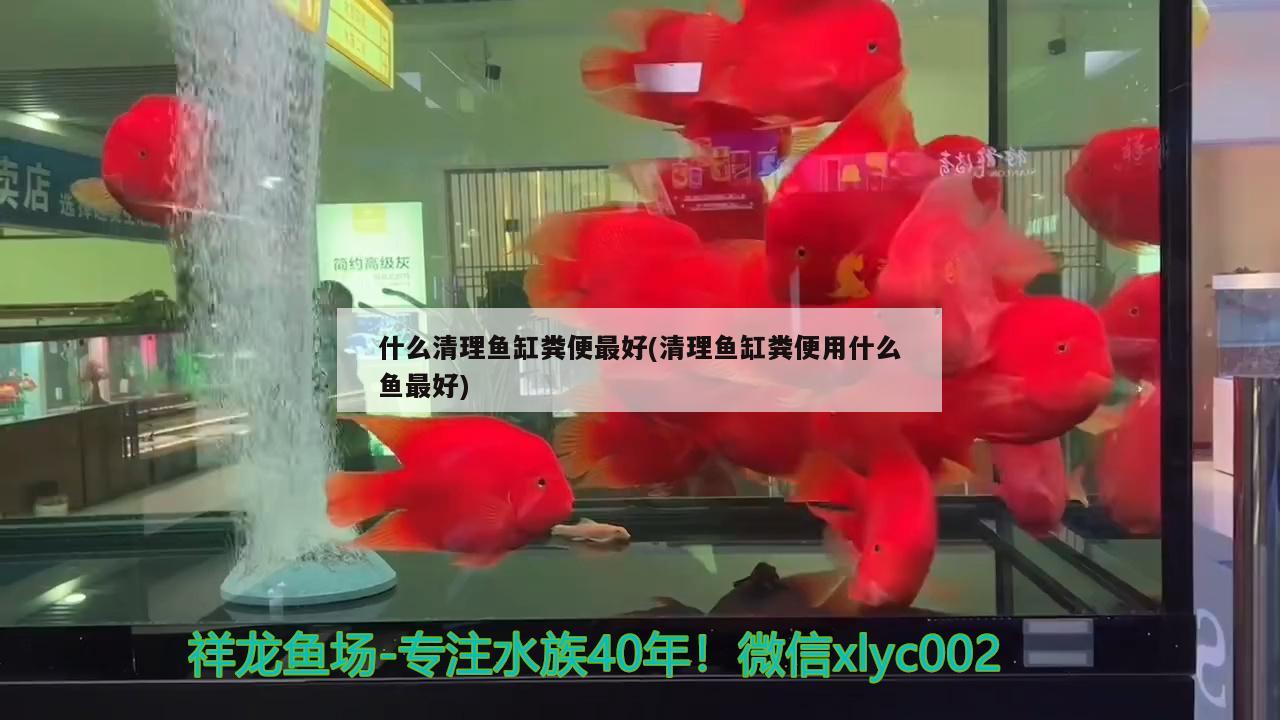 什么清理魚缸糞便最好(清理魚缸糞便用什么魚最好) 祥龍進口元寶鳳凰魚