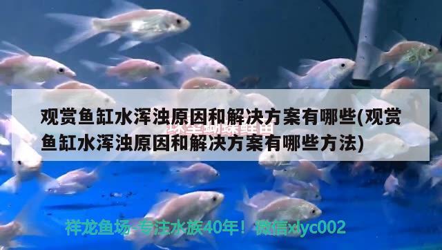 觀賞魚缸水渾濁原因和解決方案有哪些(觀賞魚缸水渾濁原因和解決方案有哪些方法) 紅魔王銀版魚