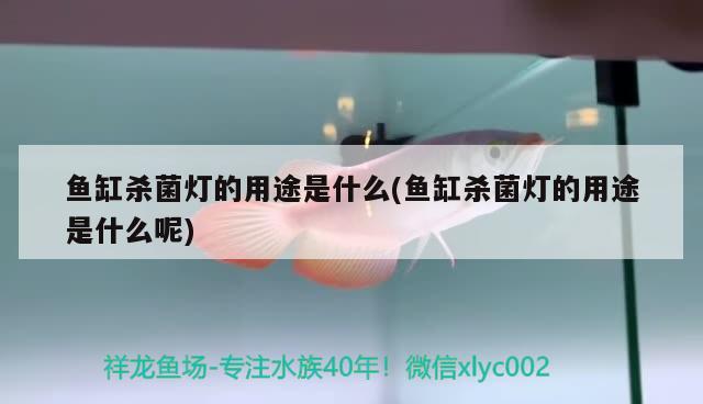 雷龍魚(yú)品種分幾種都分什么：雷龍魚(yú)的品種 廣州水族批發(fā)市場(chǎng) 第2張