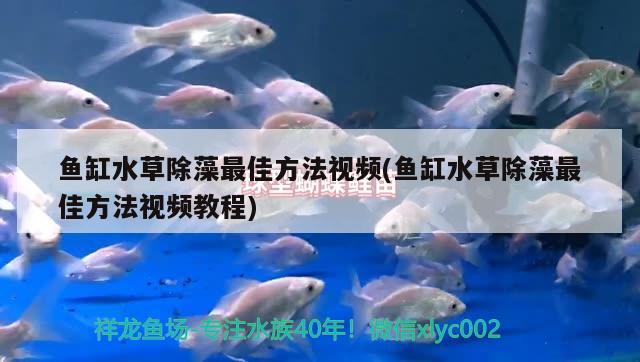 魚缸水草除藻最佳方法視頻(魚缸水草除藻最佳方法視頻教程)