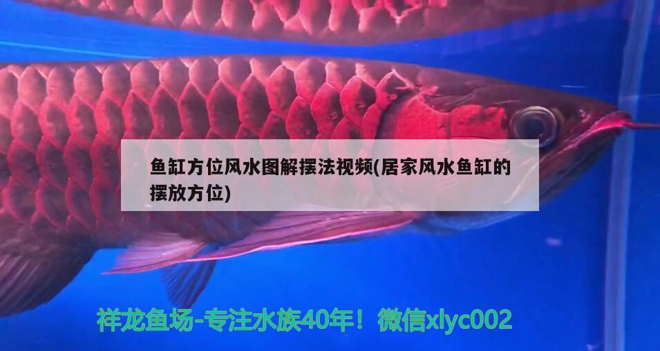 韶關(guān)水族批發(fā)市場：韶關(guān)水產(chǎn)批發(fā)市場批發(fā)凌晨幾點(diǎn)