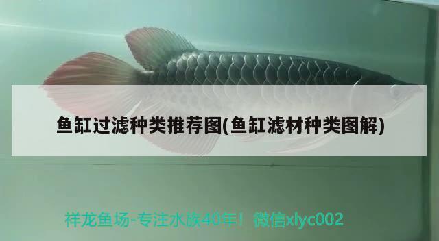 魚缸過濾種類推薦圖(魚缸濾材種類圖解) 朱巴利魚苗